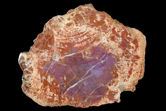 Beautiful Red/Purple Arizona Petrified Wood Slab - #89320
